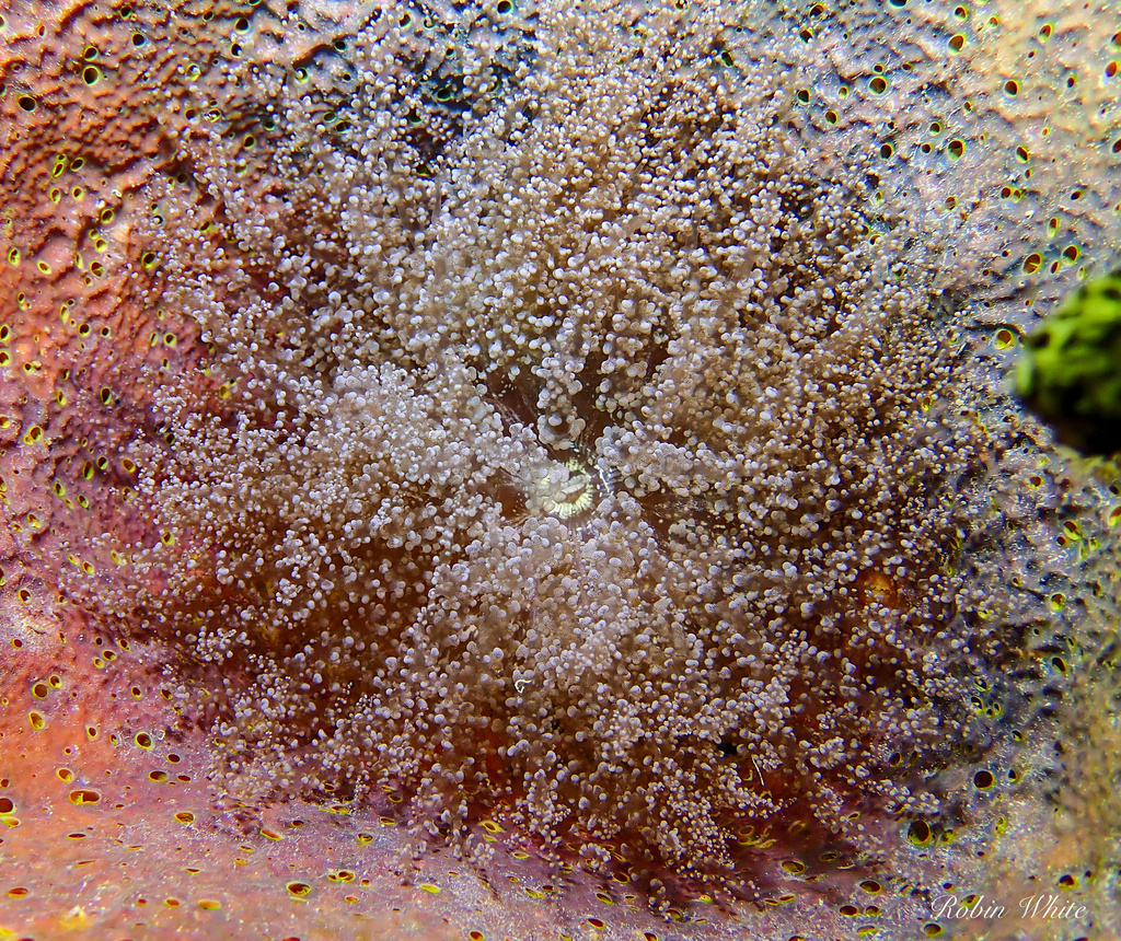 Atlantic beaded anemone