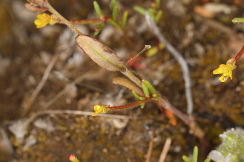 Image of Camissonia contorta by (c) Steve Matson, some rights reserved (CC BY)