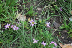 Romulea rosea australis