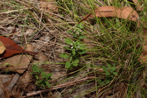 Image of Mentha satureioides by (c) Greg Tasney, some rights reserved (CC BY-SA)