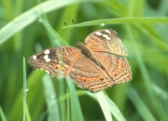 Junonia natalica
