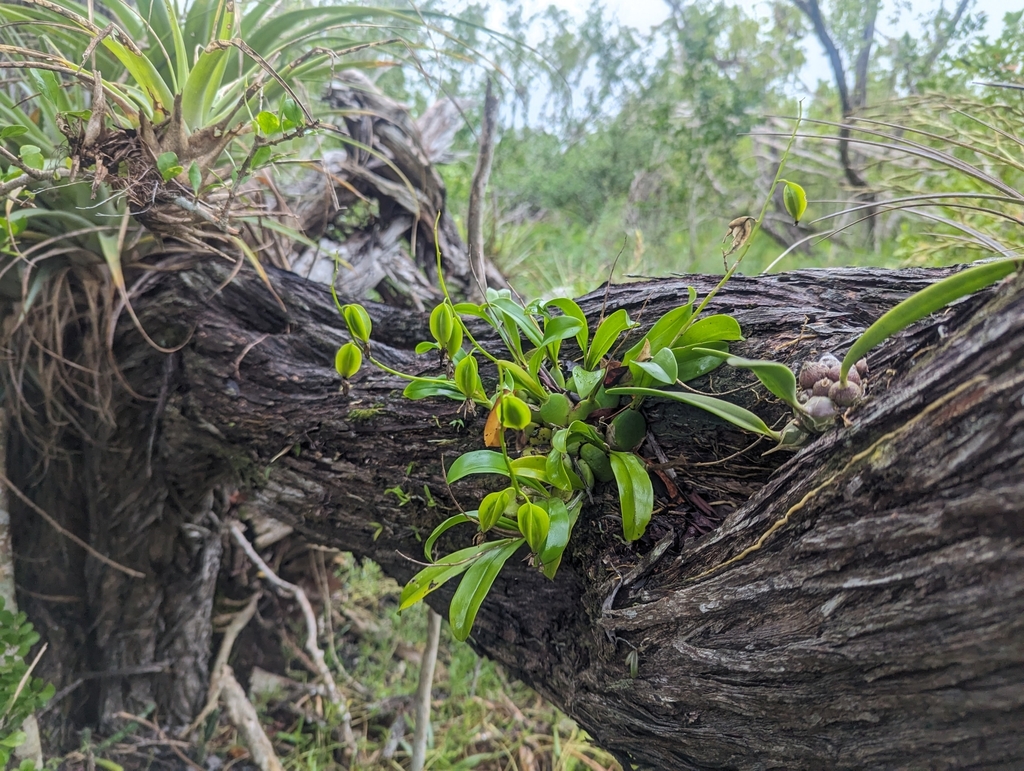 Dollar Orchid In January 2024 By Jhall3387 INaturalist   Large 