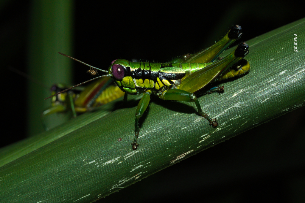 Parascopas obesus