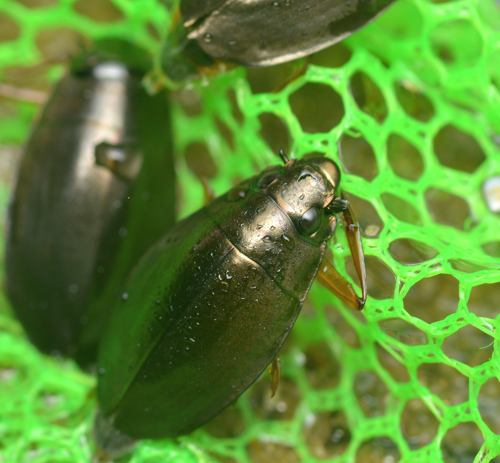 Dineutus Discolor From Stokes County NC USA On September 23 2023 At