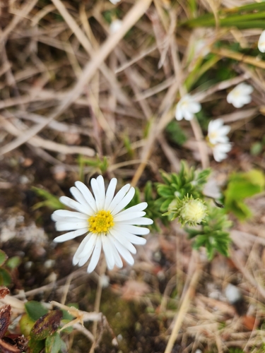 Image of Celmisia walkeri by (c) Archie, some rights reserved (CC BY)