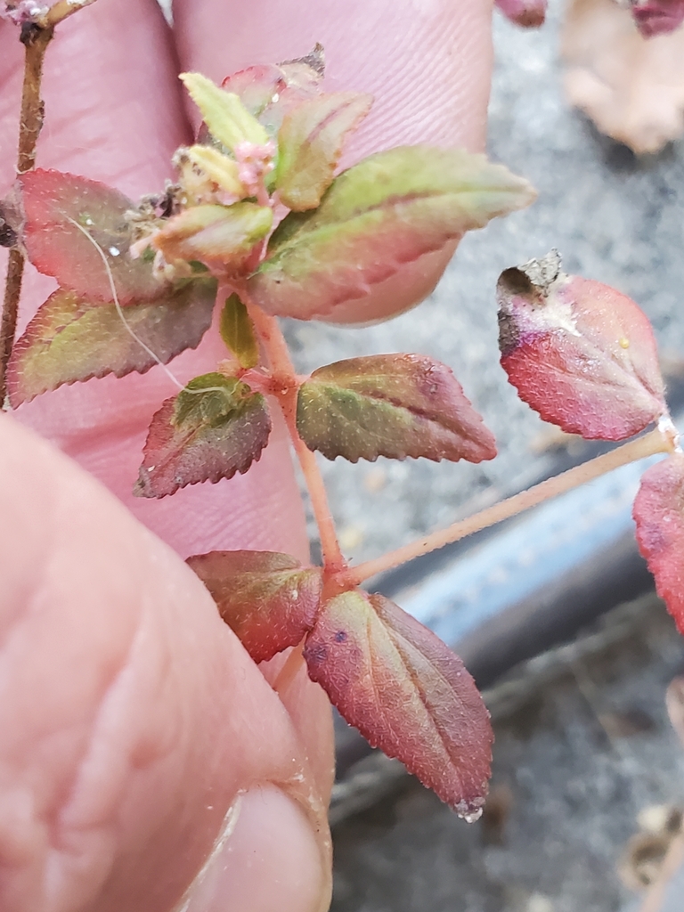 Florida Hammock Sandmat from Pine Ridge Estates, FL 32405, USA on