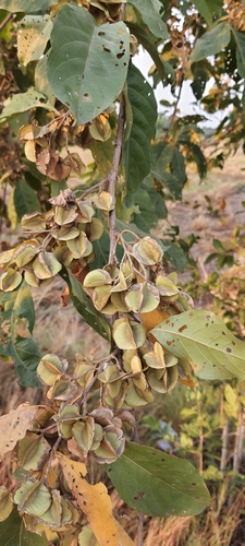 Combretum quadrangulare observed 2024-01-13
