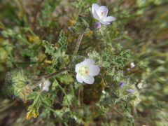 Tarasa tenuis