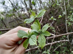 Cornus sanguinea australis