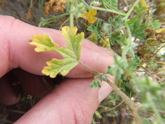 Tarasa tenuis