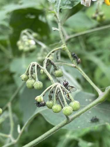 Jurubeba