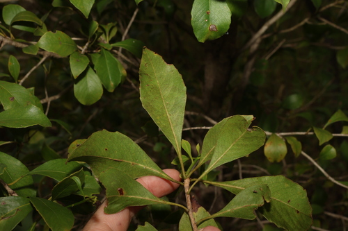 Image of Auranticarpa rhombifolia by (c) Greg Tasney, some rights reserved (CC BY-SA)