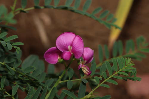 Image of Swainsona queenslandica by (c) Greg Tasney, some rights reserved (CC BY-SA)