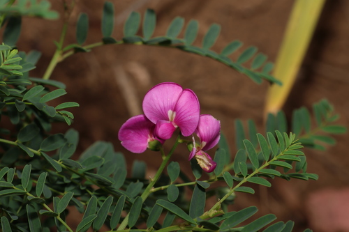 Image of Swainsona queenslandica by (c) Greg Tasney, some rights reserved (CC BY-SA)