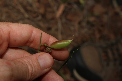 Image of Swainsona queenslandica by (c) Greg Tasney, some rights reserved (CC BY-SA)