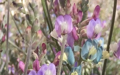 Astragalus calycosus
