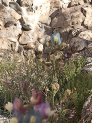 Astragalus calycosus