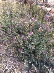 Astragalus calycosus