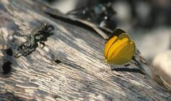 Eurema hecabe solifera