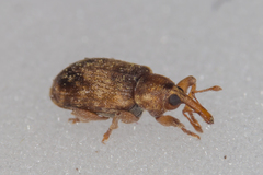 Dorytomus nebulosus