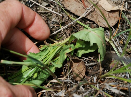 Image of Goodenia paradoxa by (c) Greg Tasney, some rights reserved (CC BY-SA)