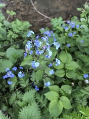 Brunnera macrophylla