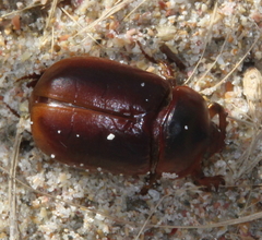 Pericoptus