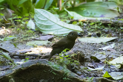 Schiffornis veraepacis