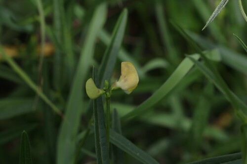Image of Vigna lanceolata by (c) Greg Tasney, some rights reserved (CC BY-SA)