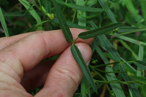 Image of Vigna lanceolata by (c) Greg Tasney, some rights reserved (CC BY-SA)