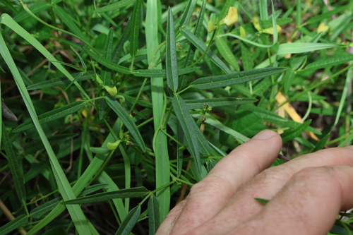 Image of Vigna lanceolata by (c) Greg Tasney, some rights reserved (CC BY-SA)