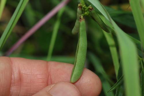 Image of Vigna lanceolata by (c) Greg Tasney, some rights reserved (CC BY-SA)