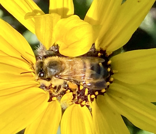 iNaturalist observation photo of Western Honey Bee