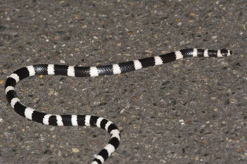 Eastern Bandy Bandy sighting