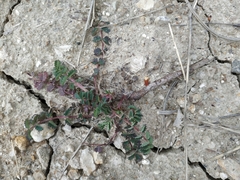 Sanguisorba minor balearica