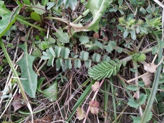 Sanguisorba minor balearica