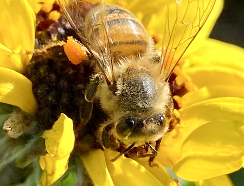 iNaturalist observation photo of Western Honey Bee