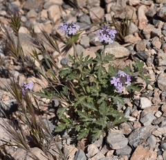 Glandularia gooddingii