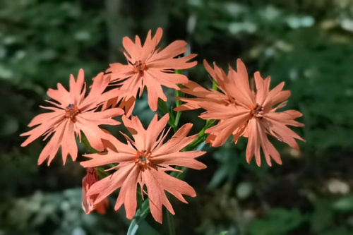 Silene fulgens iNat (2)