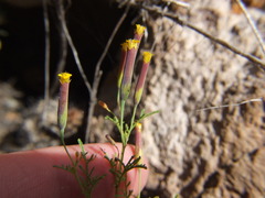 Tagetes multiflora