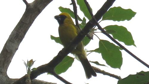 Yellow-green Grosbeak (Caryothraustes canadensis), photo 3