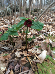 Trillium erectum erectum