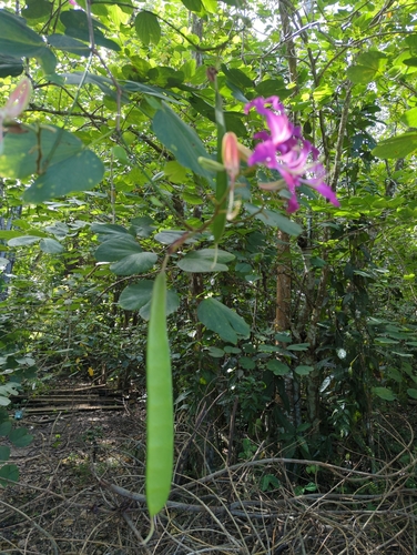 Image of Bauhinia purpurea by (c) Tom Field, some rights reserved (CC BY)