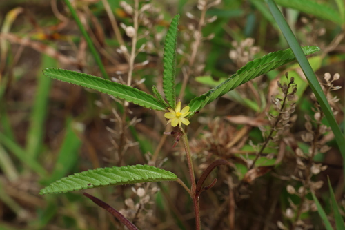 white jute (Corchorus trilocularis)