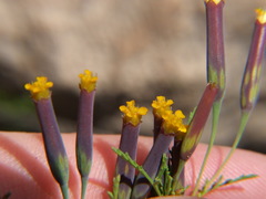 Tagetes multiflora