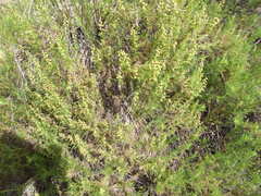 Ambrosia artemisioides