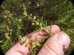 Ambrosia artemisioides