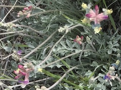 Astragalus calycosus
