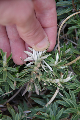 Image of Celmisia walkeri by (c) Eric Knight, some rights reserved (CC BY)