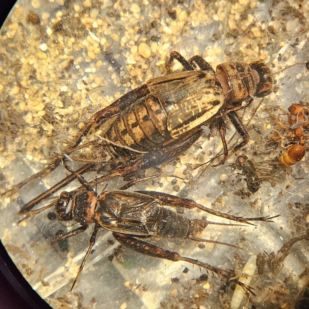 Gray Ground Cricket